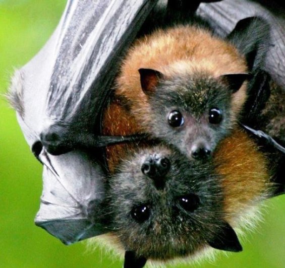 International Bat Night 2025!
